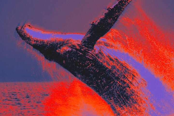 20250917_Whale_News_2