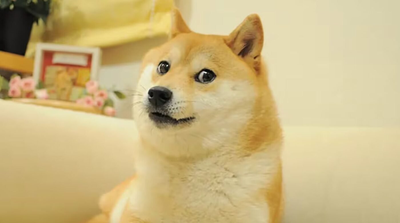 kabosu-doge